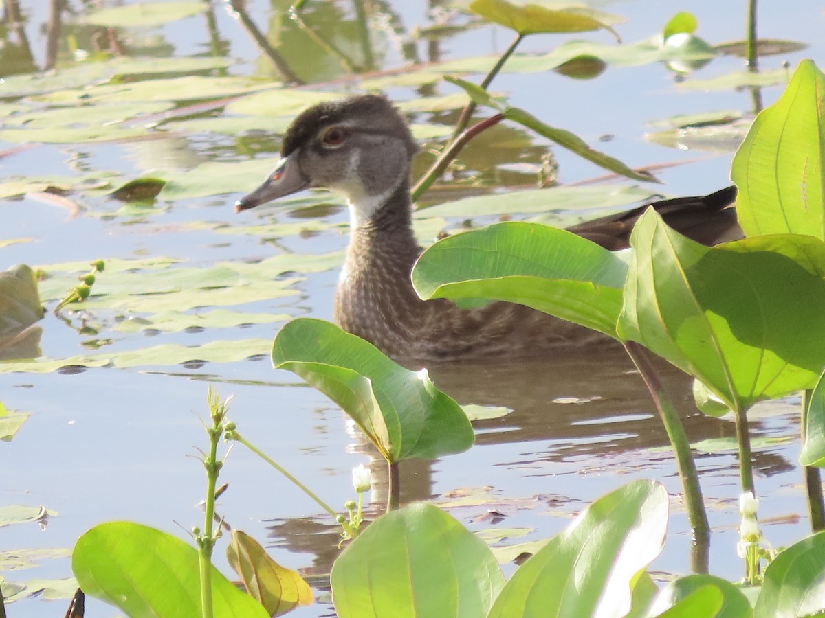 Wood Duck - ML622336429