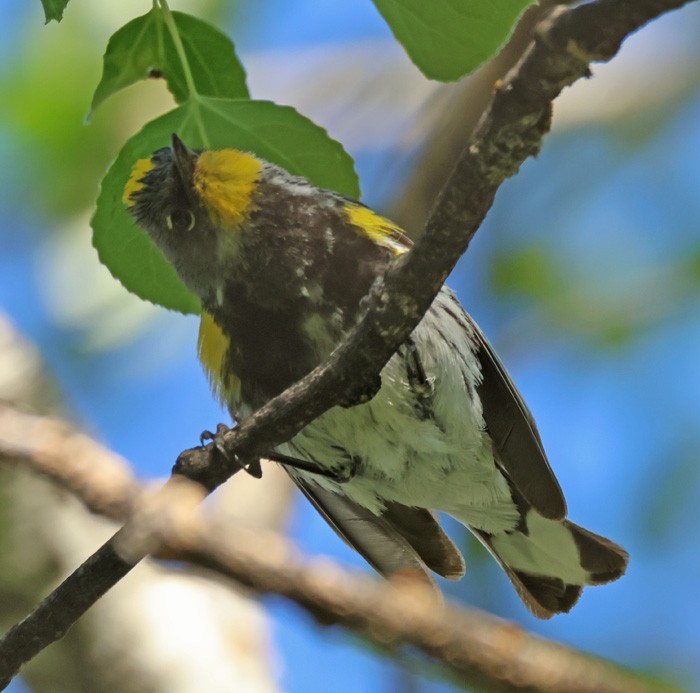 Yellow-rumped Warbler - ML622336431