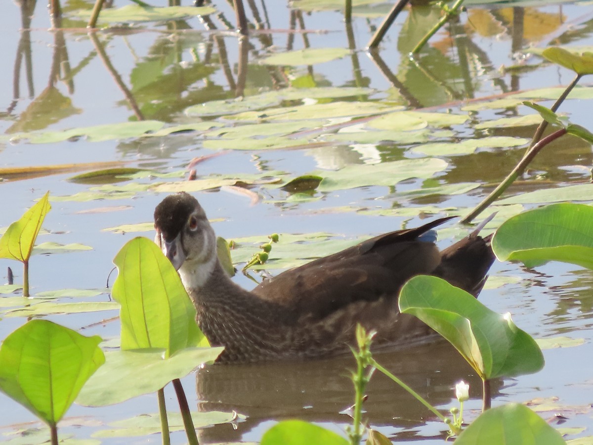 Wood Duck - ML622336432