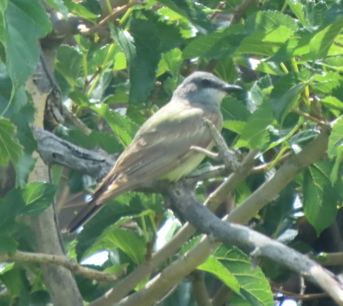 Cassin's Kingbird - Cathleen Burns