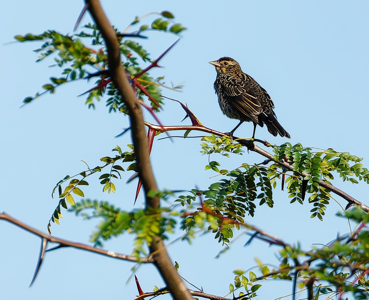 Red-winged Blackbird - ML622336450