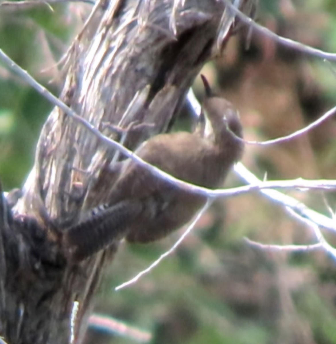 Bewick's Wren - ML622336451