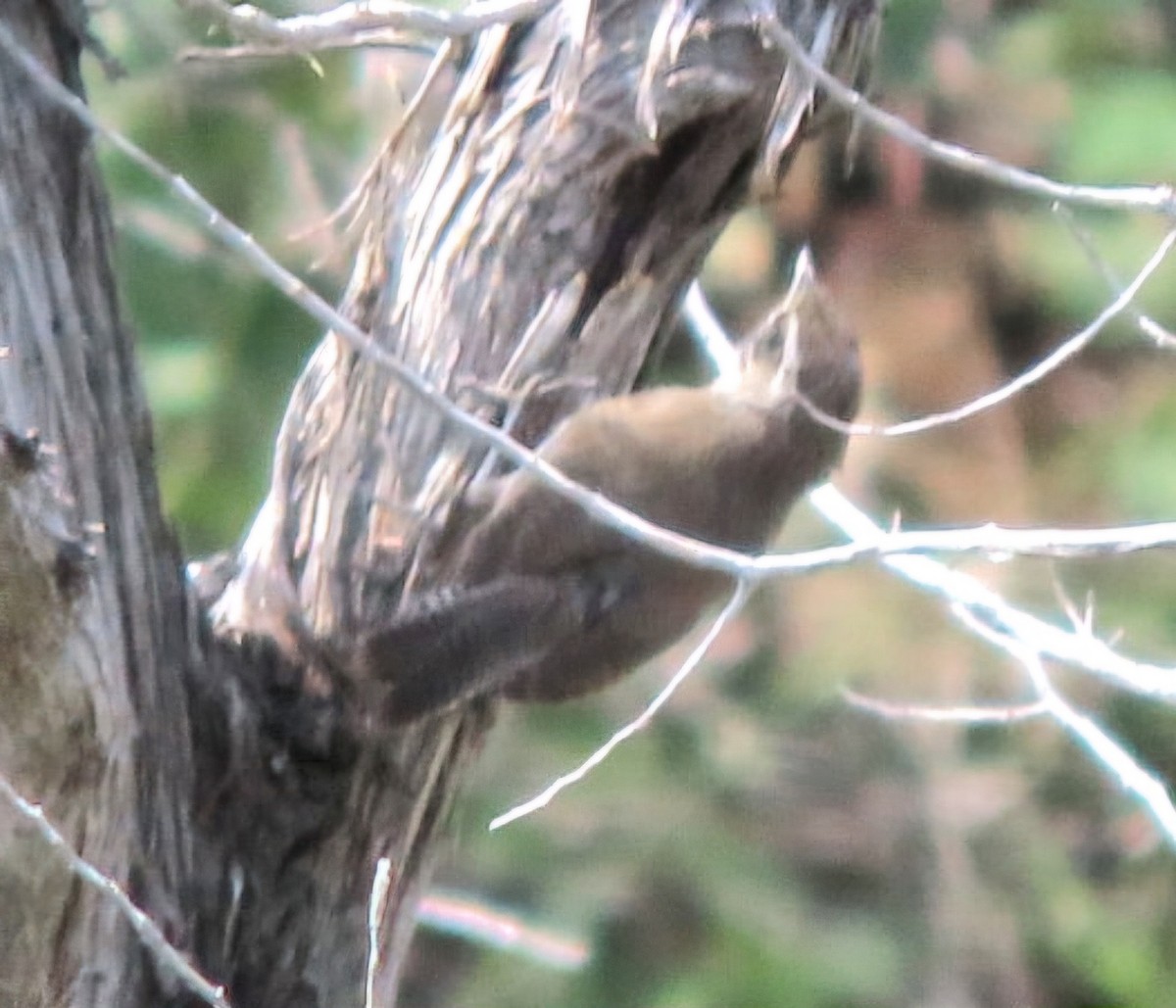 Bewick's Wren - ML622336452