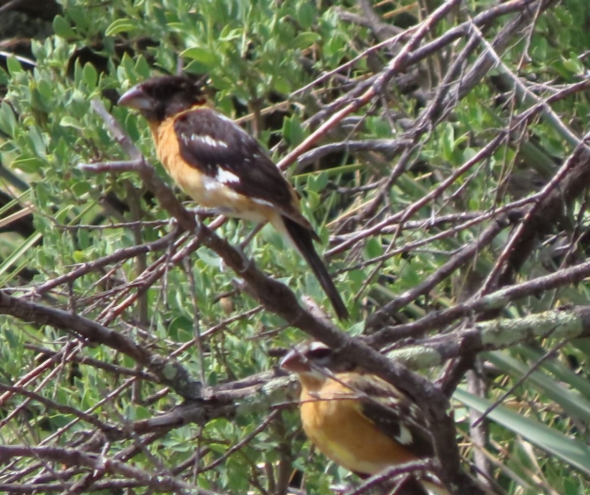 Black-headed Grosbeak - ML622336457