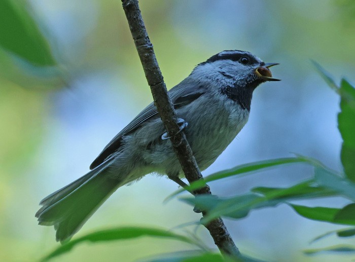 Mountain Chickadee - ML622336473