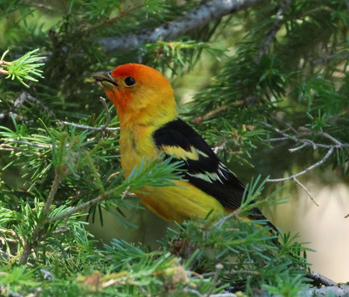 Western Tanager - ML622336592