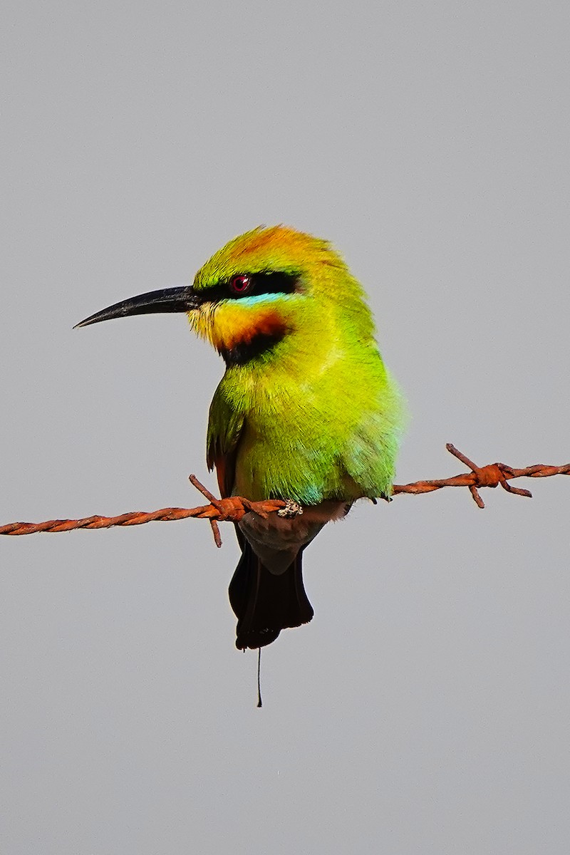 Rainbow Bee-eater - ML622336599