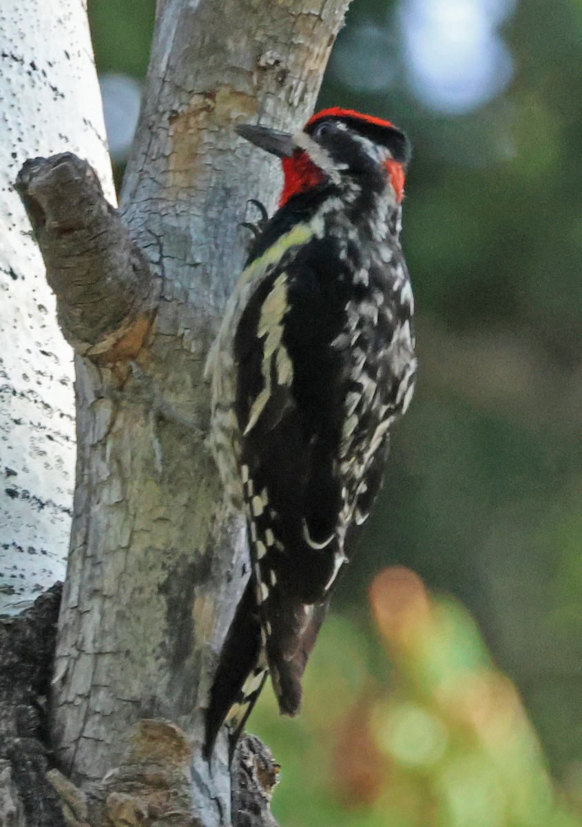 Red-naped Sapsucker - ML622336639