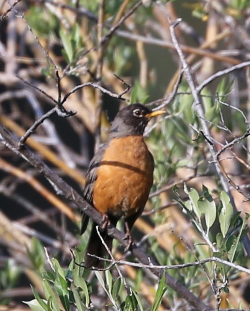 American Robin - ML622336663