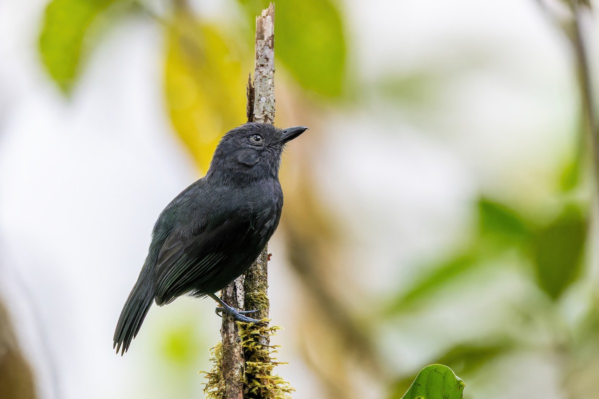 Uniform Antshrike - Magnus Persmark