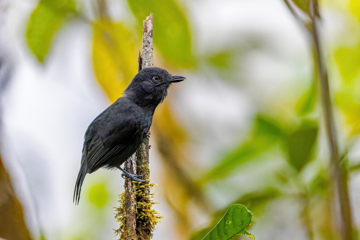 Uniform Antshrike - Magnus Persmark