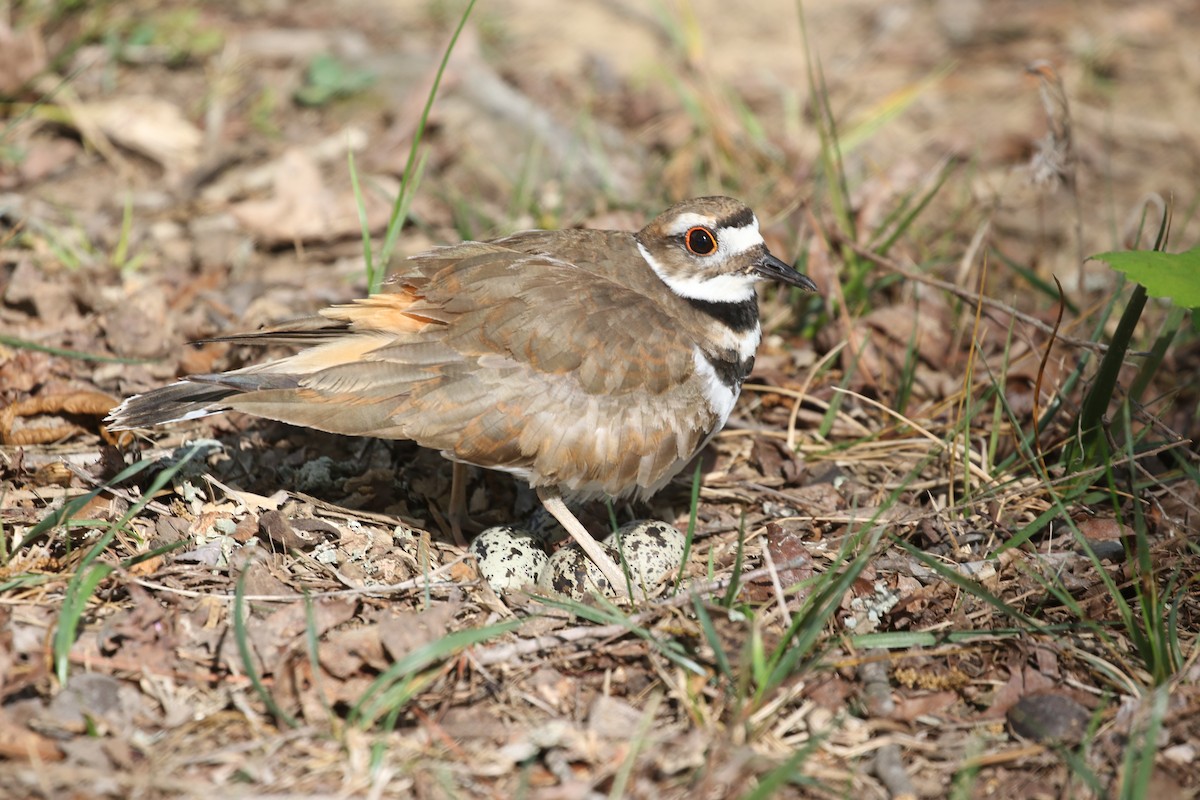 Killdeer - ML622336707