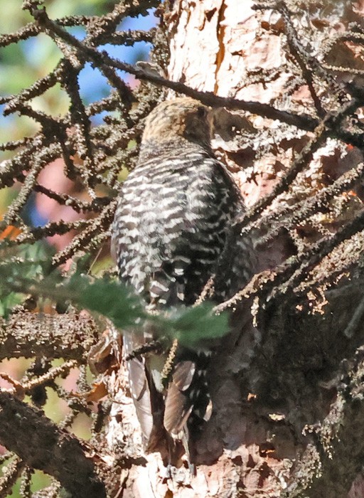 Williamson's Sapsucker - ML622336726