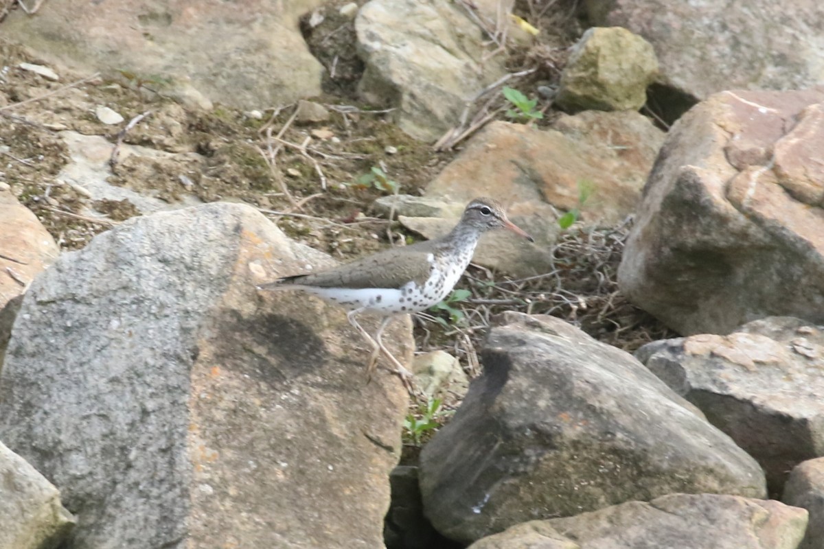 Spotted Sandpiper - ML622336731