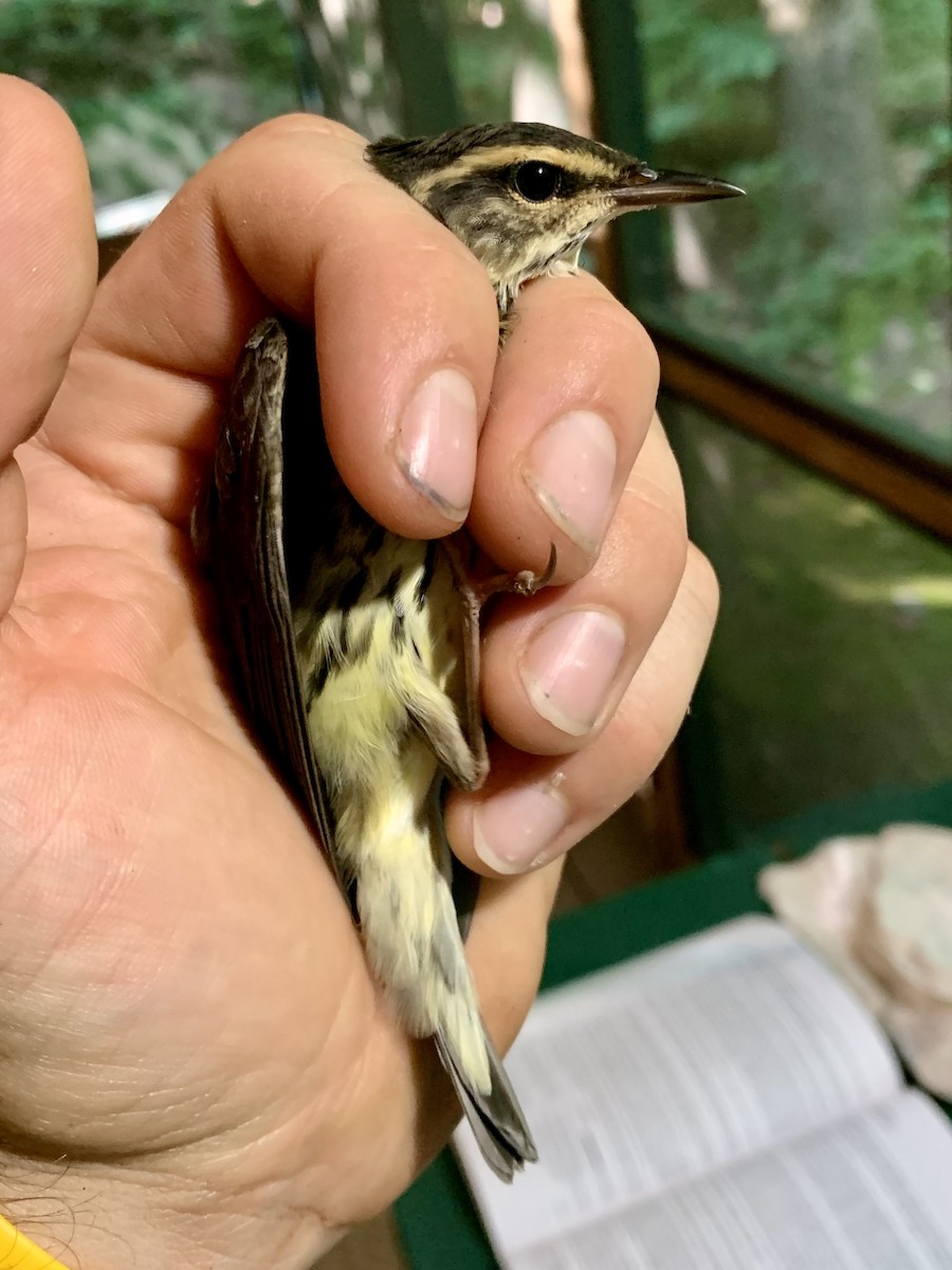 Northern Waterthrush - ML622336744