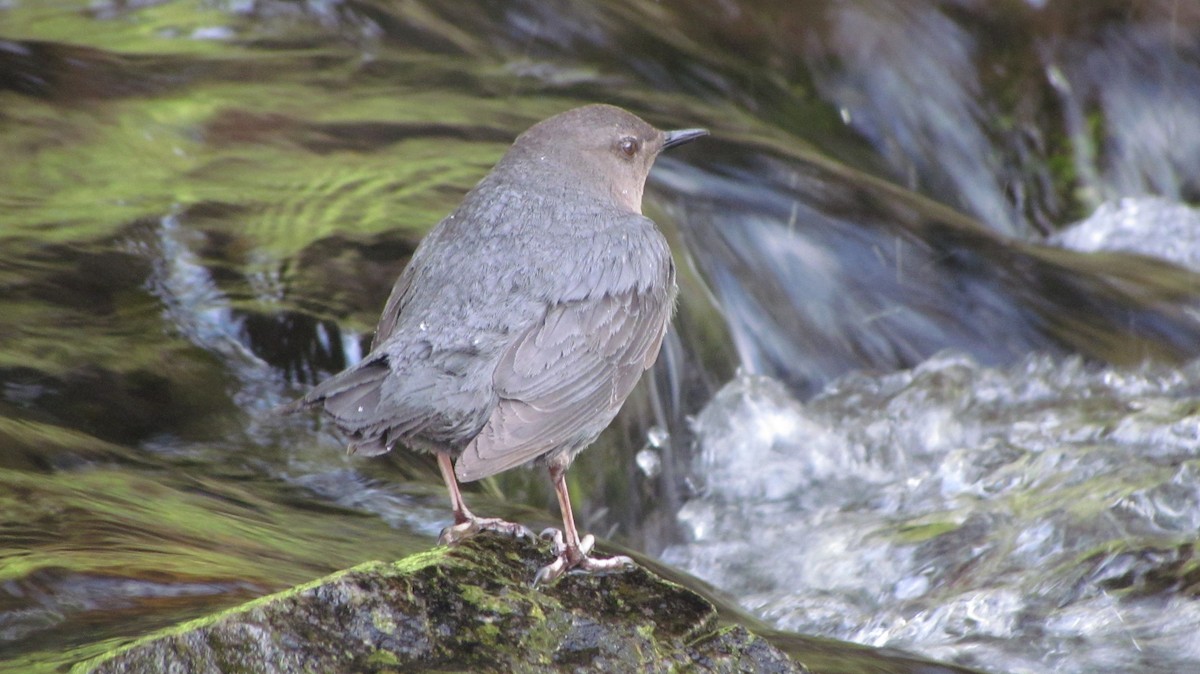 メキシコカワガラス - ML622336799