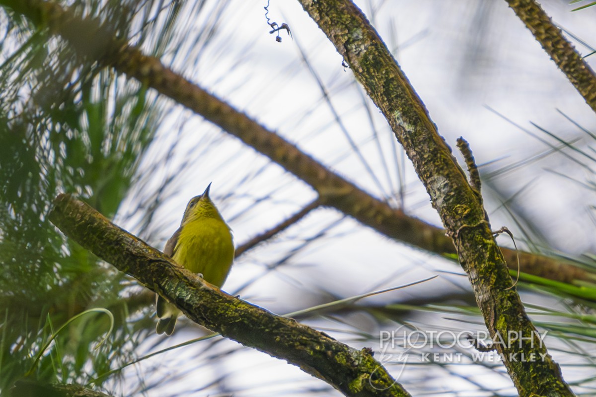 Bananaquit (Continental) - Kent Weakley