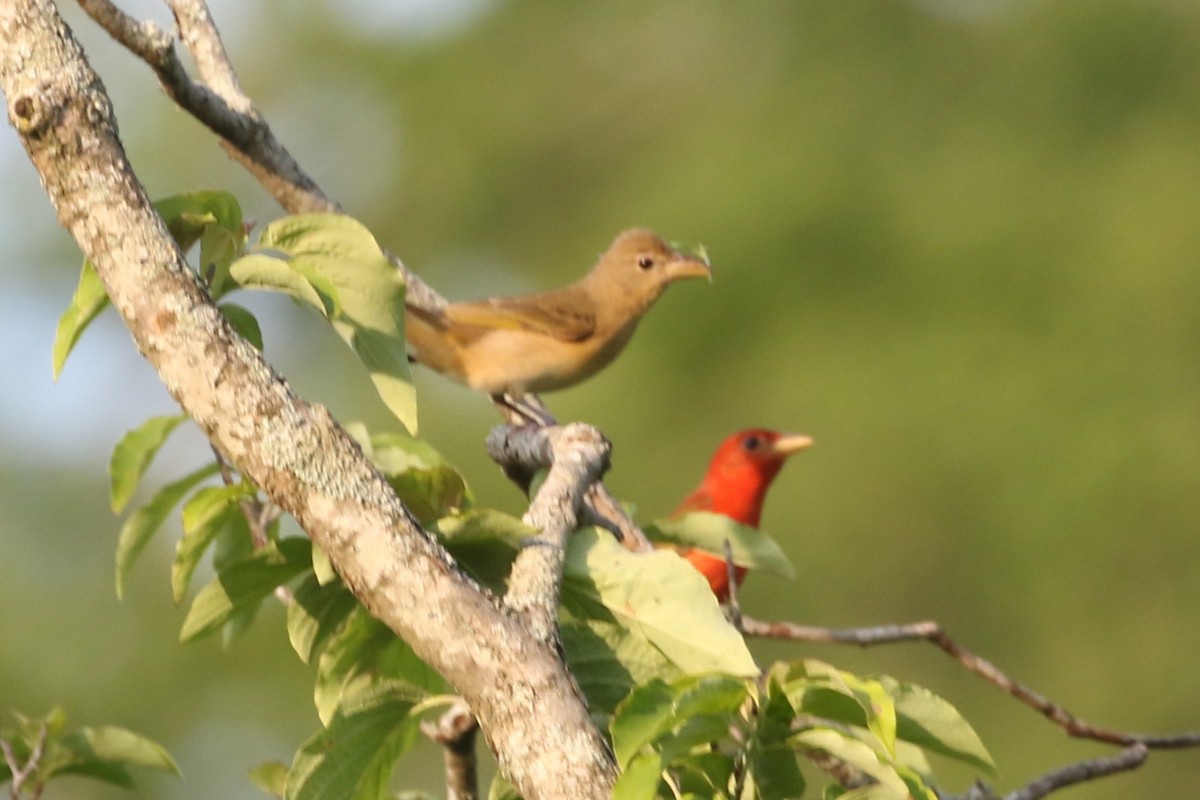 Summer Tanager - ML622336827