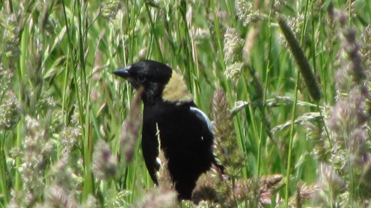 ボボリンク - ML622336836