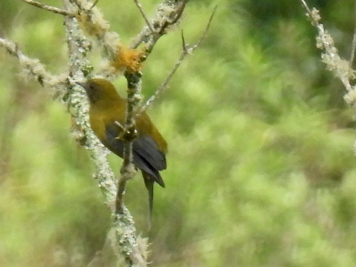 Gray-winged Cotinga - ML622336851