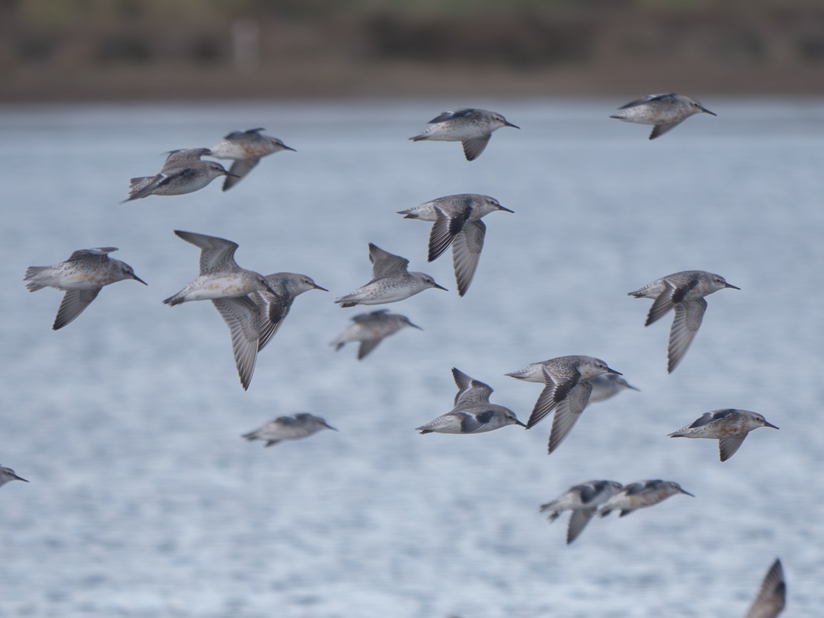 Red Knot - ML622336878