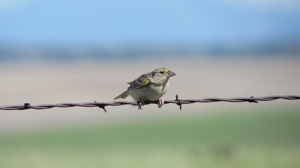 イナゴヒメドリ - ML622336882
