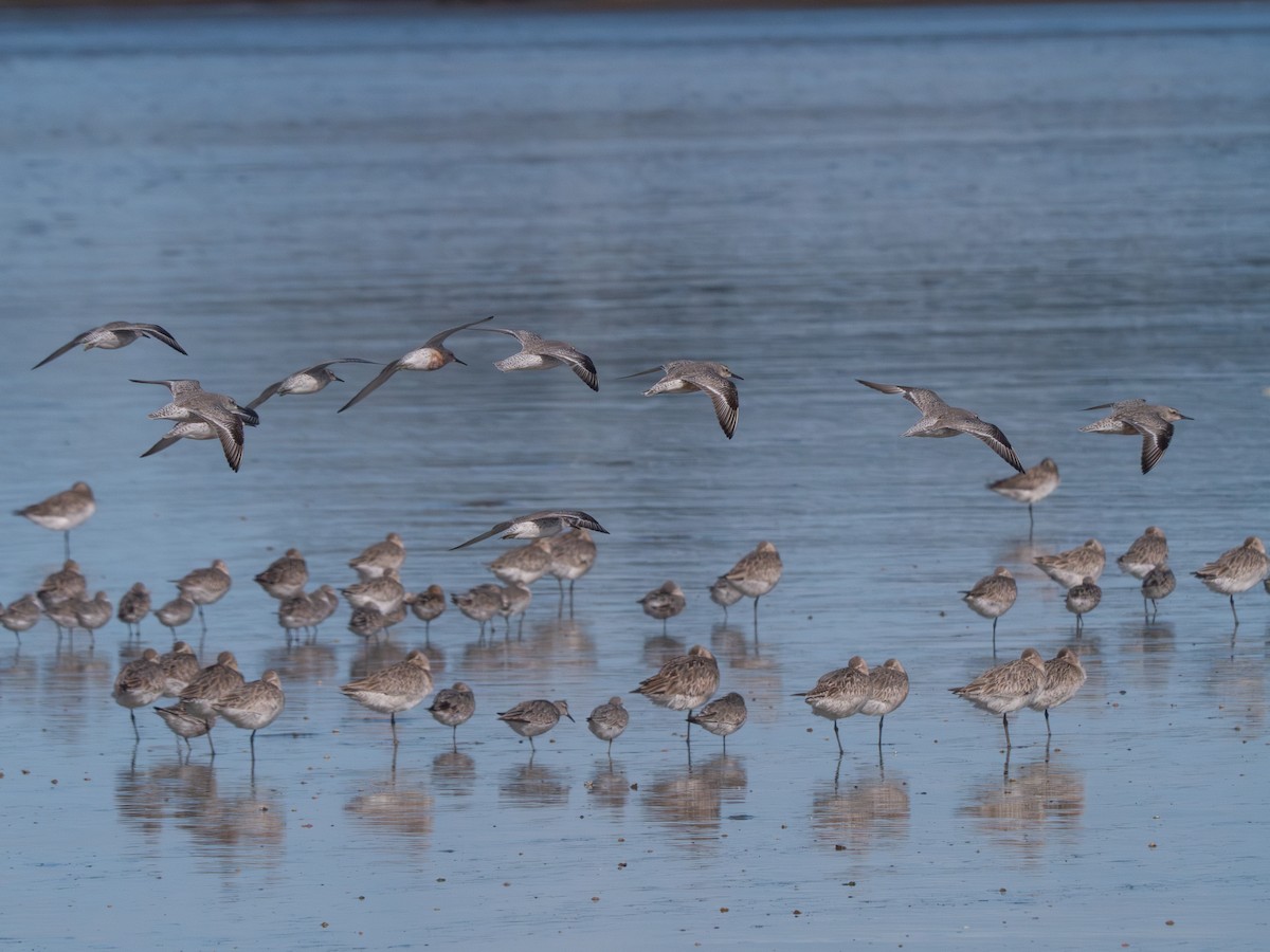 Red Knot - ML622336883