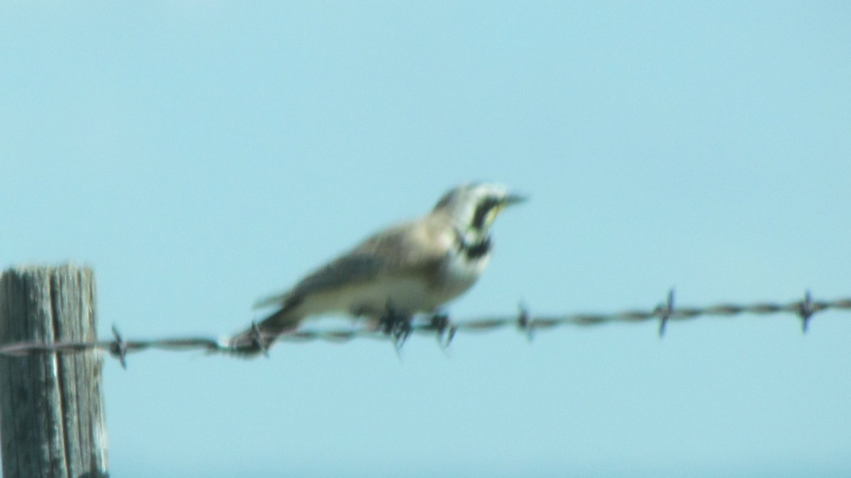 ハマヒバリ - ML622336893