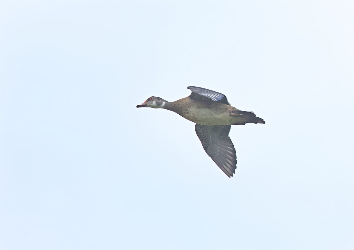 Wood Duck - ML622336901