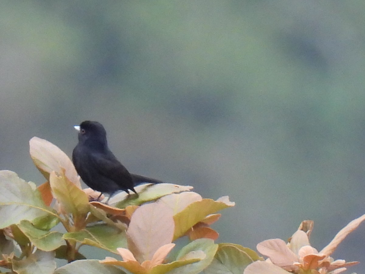 Blue-billed Black-Tyrant - ML622336919