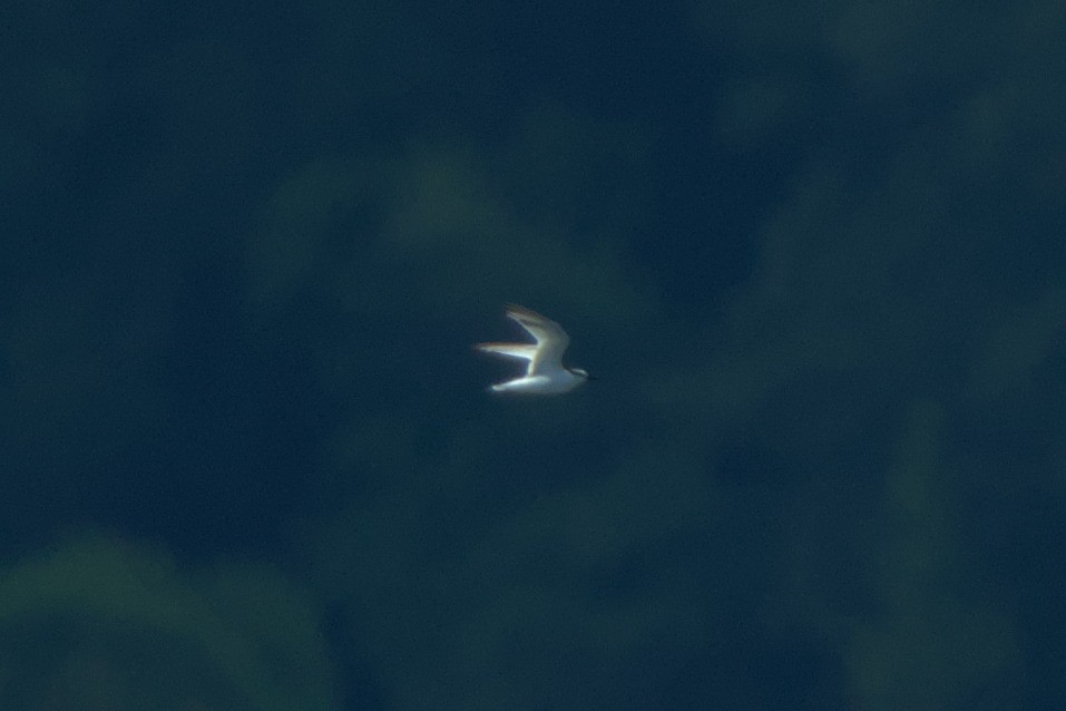 Крячок карибський - ML622336930