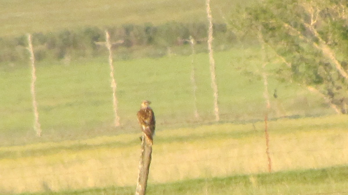 アカケアシノスリ - ML622336934