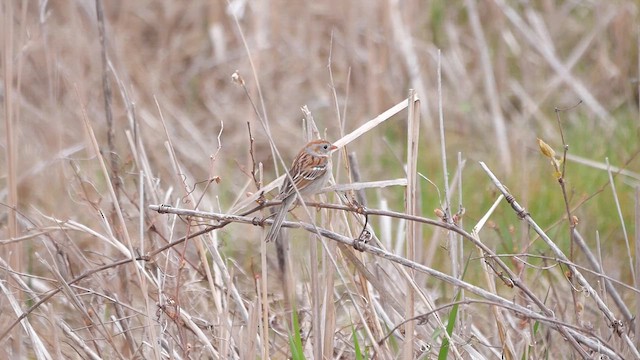 Field Sparrow - ML622336941