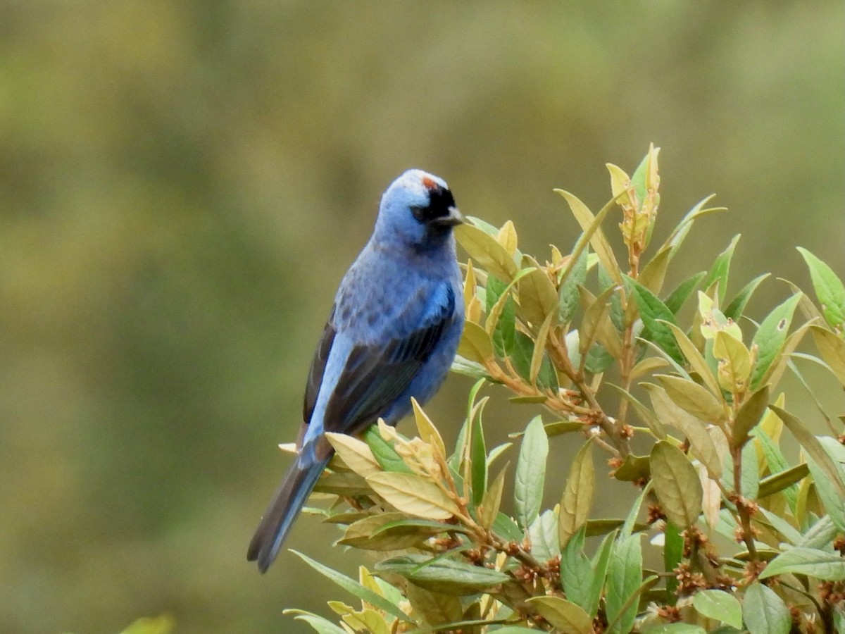 Diademed Tanager - ML622336951