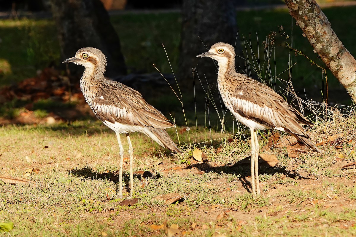 Bush Thick-knee - ML622337081