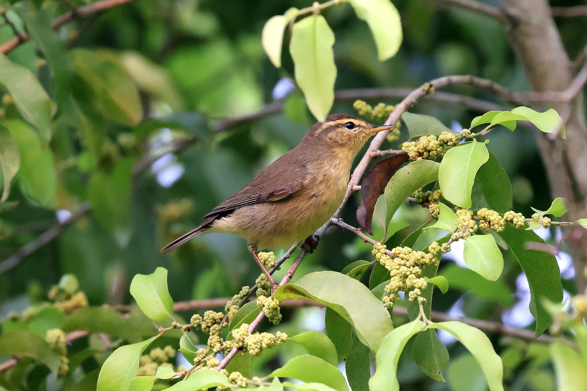 Tickell's Leaf Warbler - ML622337096