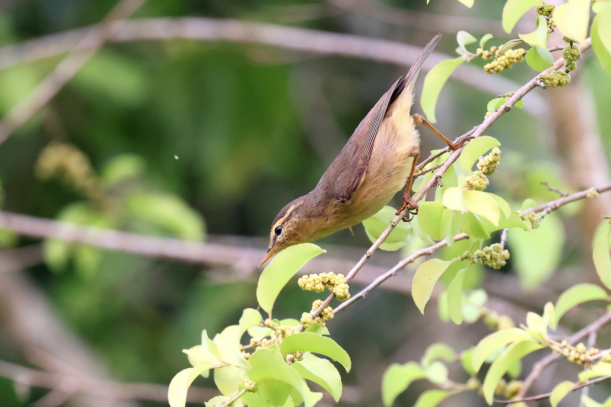 Mosquitero de Tickell/de Quinghai - ML622337098