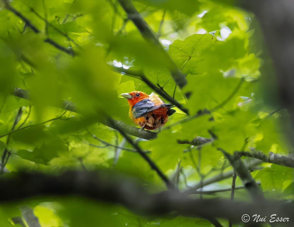 Scarlet Tanager - Nui Esser