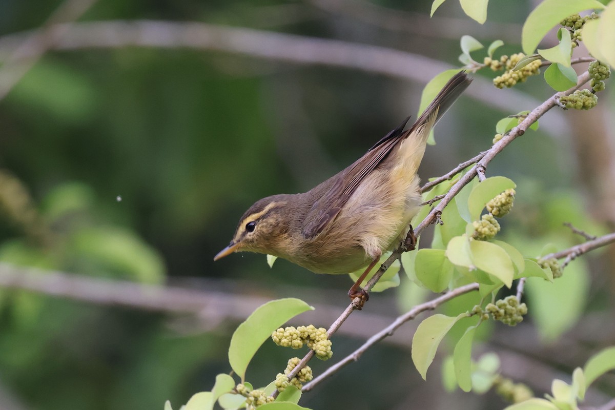 Mosquitero de Tickell/de Quinghai - ML622337112