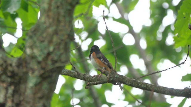 Eastern Towhee - ML622337113