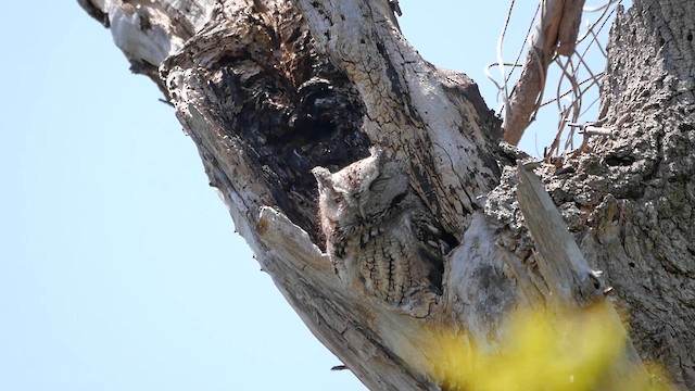 Eastern Screech-Owl - ML622337132