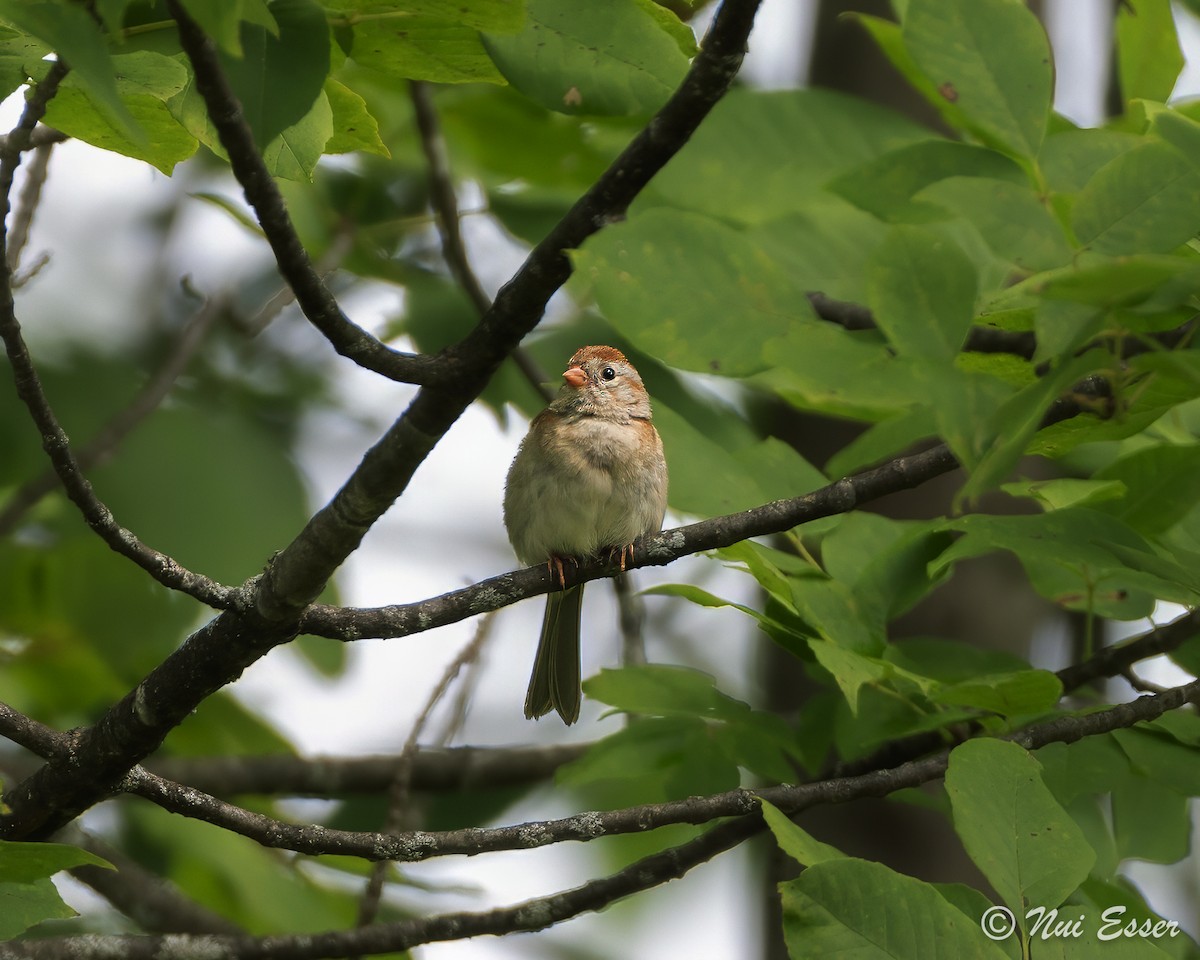 Field Sparrow - ML622337139