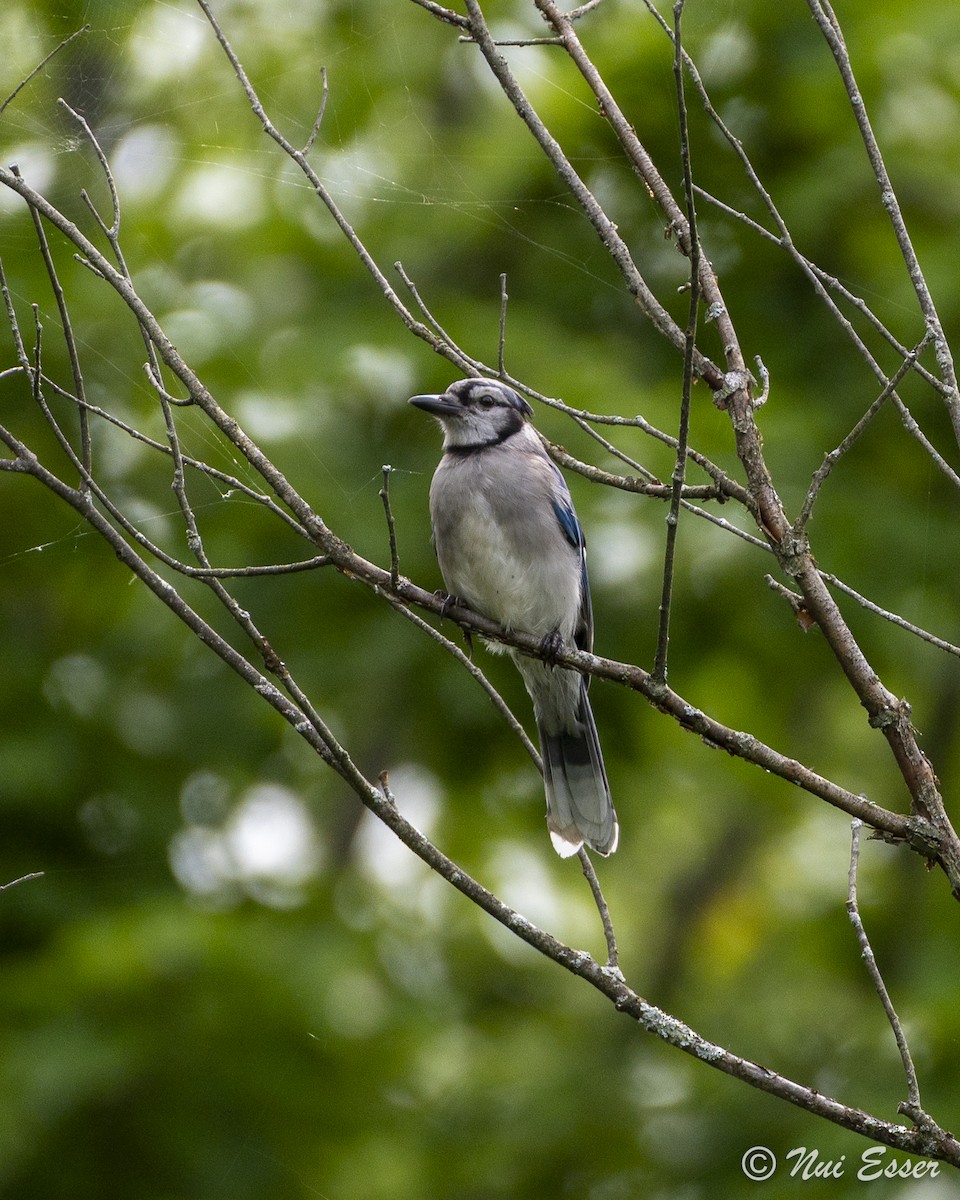 Blue Jay - ML622337143