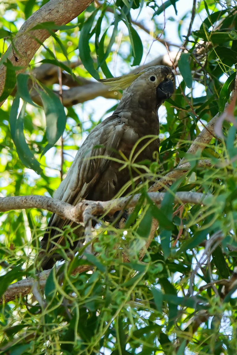 Sulphur-crested Cockatoo - ML622337172