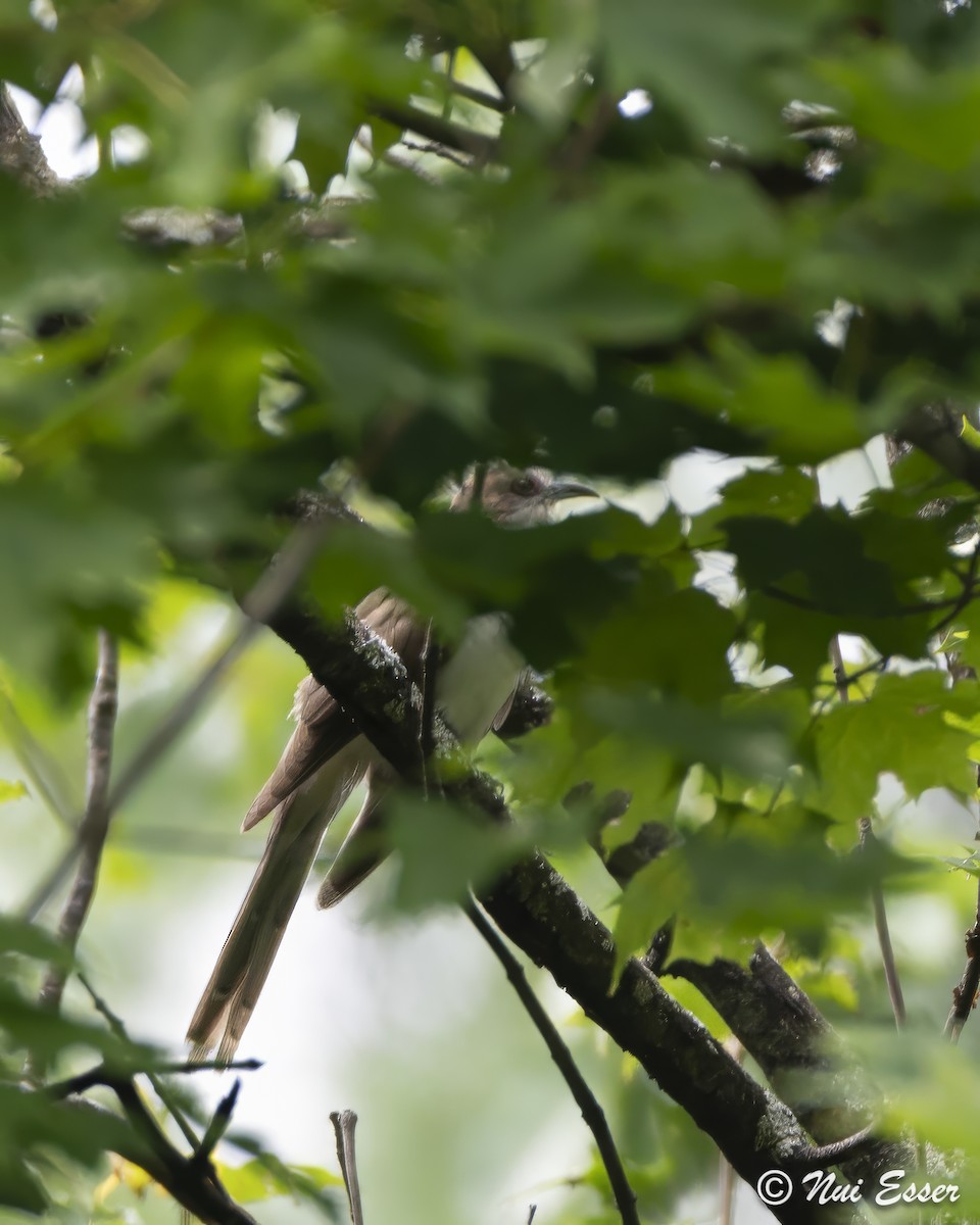 Black-billed Cuckoo - ML622337175