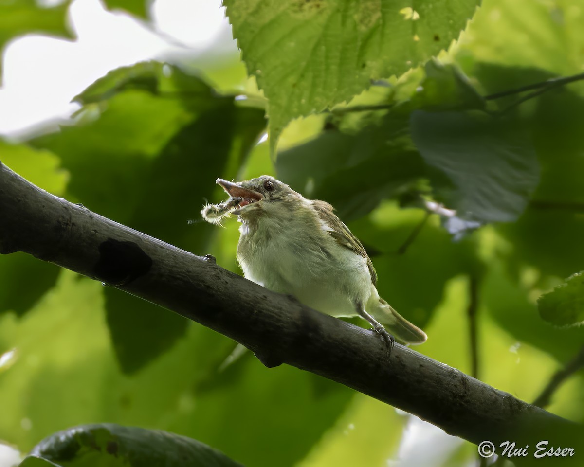 Vireo Ojirrojo - ML622337217