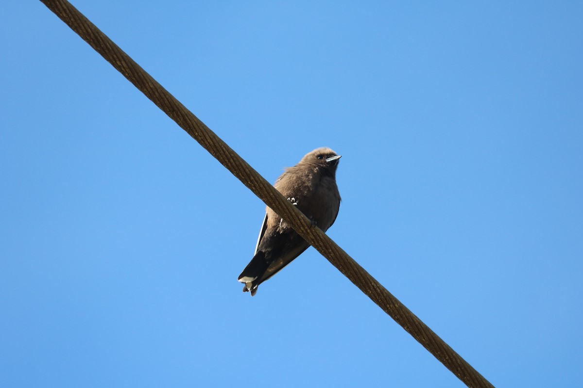 Dusky Woodswallow - ML622337219