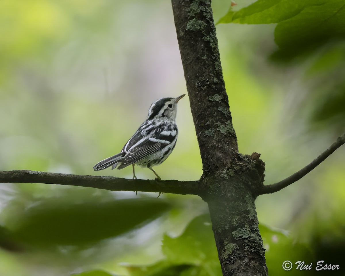 Black-and-white Warbler - ML622337227