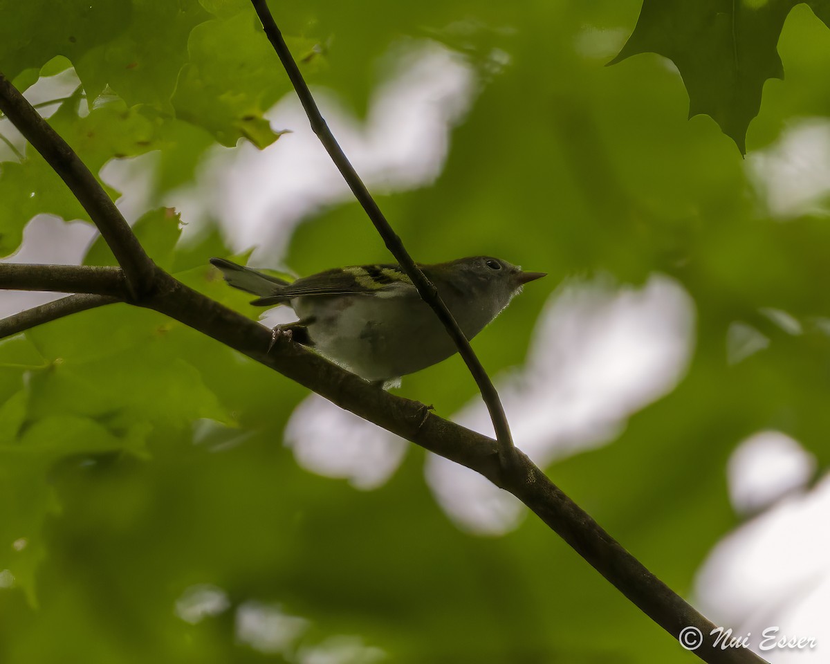 Chestnut-sided Warbler - ML622337248