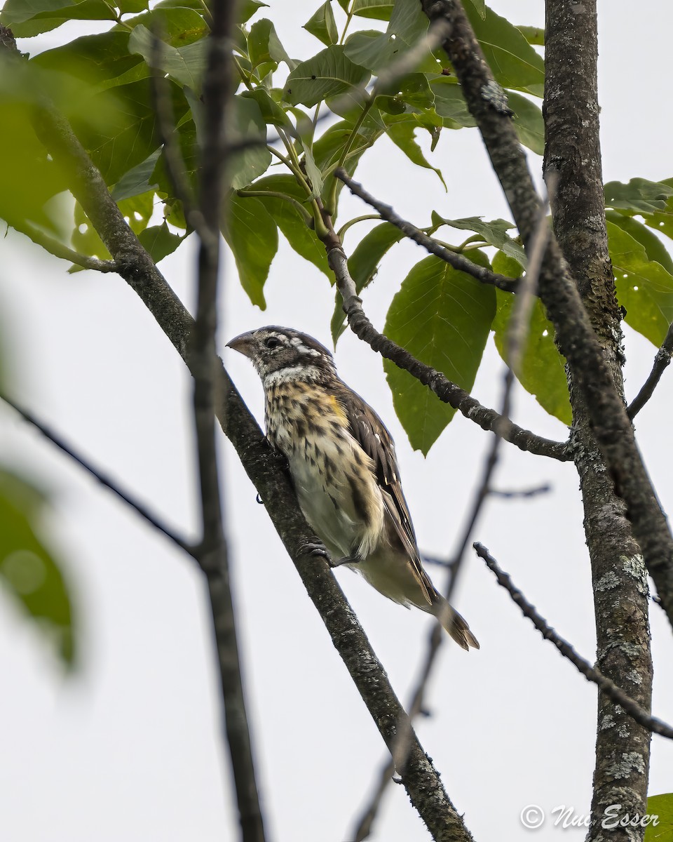 Rose-breasted Grosbeak - ML622337286